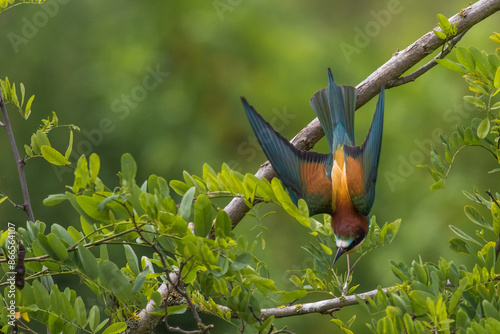 Obraz na płótnie Bienenfresser (Merops apiaster) w salonie