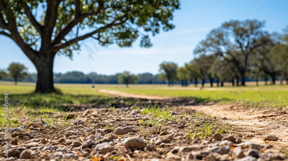 Obraz premium spring in the park