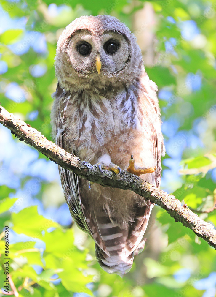 Barred Owl baby standing on a tree branch with green background, Quebec, Canada Barred Owl baby standing on a tree branch with green background, Quebec, Canada