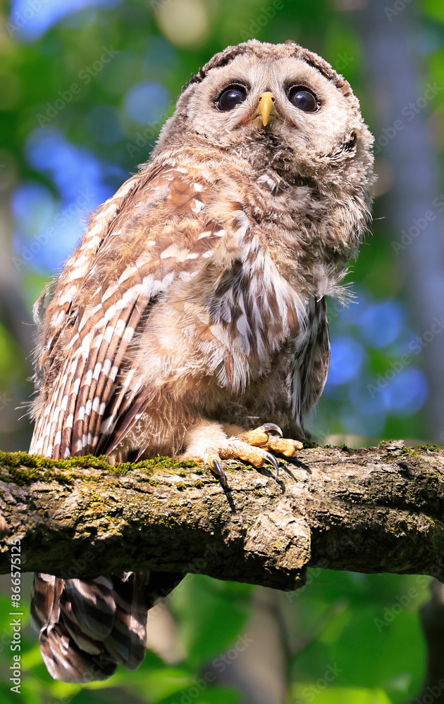 Barred Owl baby standing on a tree branch with green background, Quebec, Canada Barred Owl baby standing on a tree branch with green background, Quebec, Canada