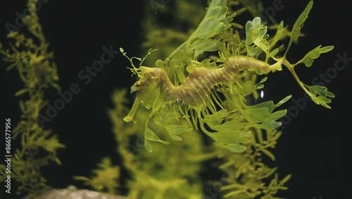 Leafy Seadragon Phycodurus eques or Glauert's seadragon marine fish underwater photo