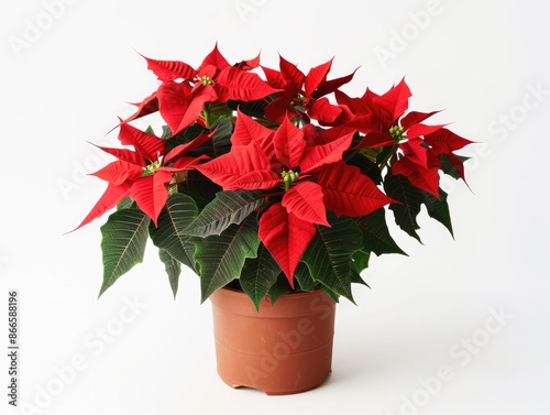 poinsettia in a pot photo