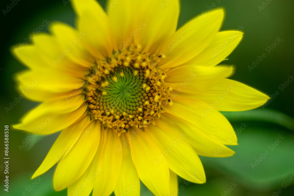 Close-Up Shot of a Mini Sunflower's Details Close-Up Shot of a Mini Sunflower's Details
