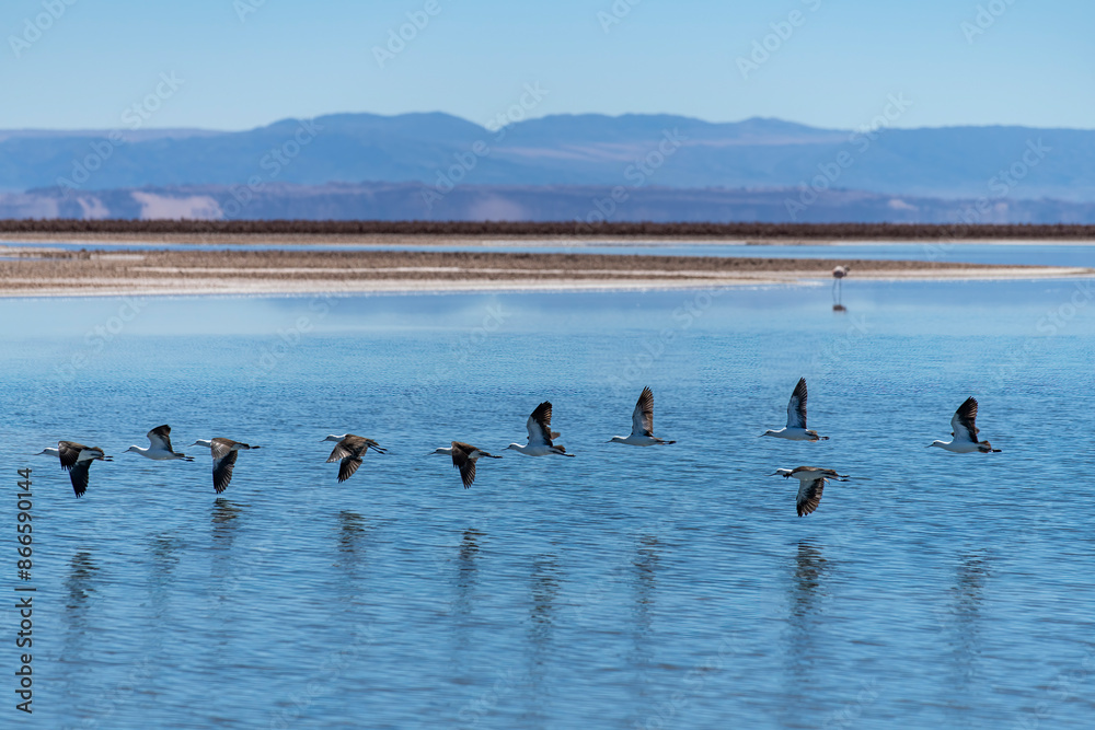 Black-winged stilts flying low over lagoon in salt flats of high altitude Atacama desert near San Pedro de Atacama, Antofagasta, Chile with flamingo and mountains out of focus in background Black-winged stilts flying low over lagoon in salt flats of high altitude Atacama desert near San Pedro de Atacama, Antofagasta, Chile with flamingo and mountains out of focus in background