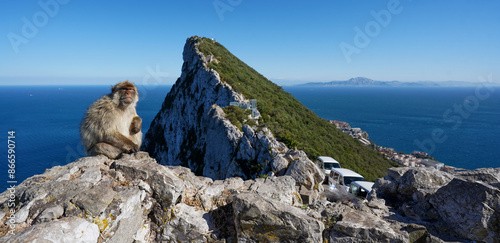 A monkey on the Rock of Gibraltar, United Kingdom. Portrait of a wild macaque. Macaques are one of the most famous attractions of the British overseas territory. monkey on the loose.
