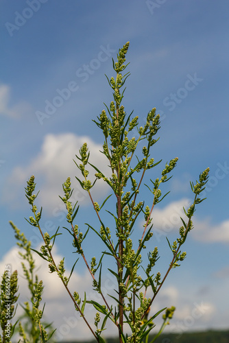 Chenopodium album, edible plant, common names include lamb's quarters, melde, goosefoot, white goosefoot, wild spinach, bathua and fat-hen photo