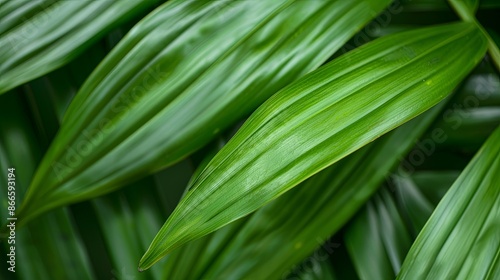 Green tropical plant close-up