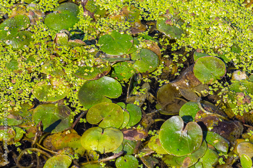Hydrocharis morsus-ranae, frogbit, is a flowering plant belonging to the genus Hydrocharis in the family Hydrocharitaceae. It is a small floating plant resembling a small water lily Hydrocharis morsus-ranae, frogbit, is a flowering plant belonging to the genus Hydrocharis in the family Hydrocharitaceae. It is a small floating plant resembling a small water lily