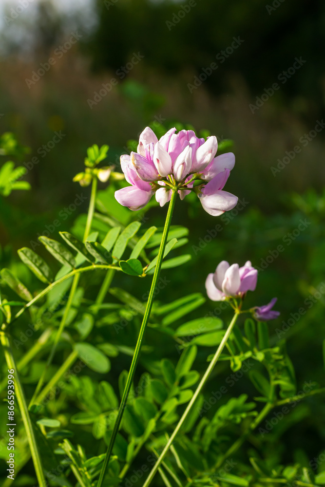 Beautiful, delicate white and pink flowers of crown vetch Securigera varia Beautiful, delicate white and pink flowers of crown vetch Securigera varia