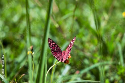 mountain forest butterfly happy on flowers In the fascinating nature It tells of the abundance of nature and the good environment.