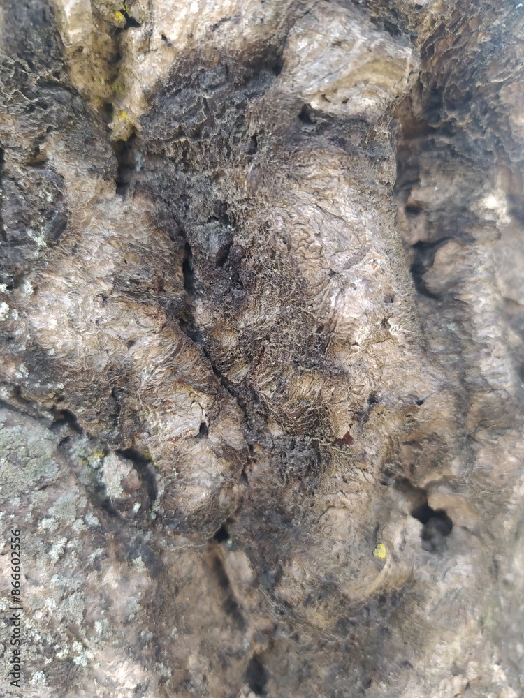 Naklejka premium Corteza de un árbol de surcos de color grisáceo