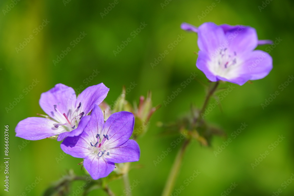 Meadow crane's-bill on a meadow in Austria. Meadow crane's-bill on a meadow in Austria.