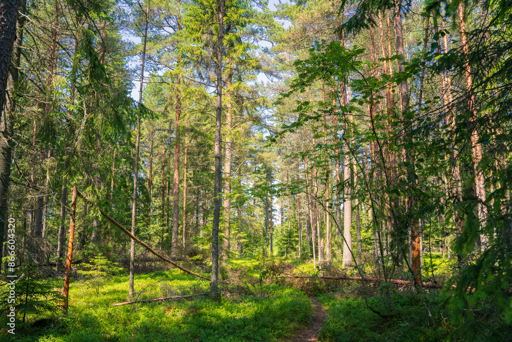Fototapeta premium Evergreen Forest Landscape with Diagonal Fallen Pine. Serene Wilderness Scene with Sunlight Filtering Through Trees.