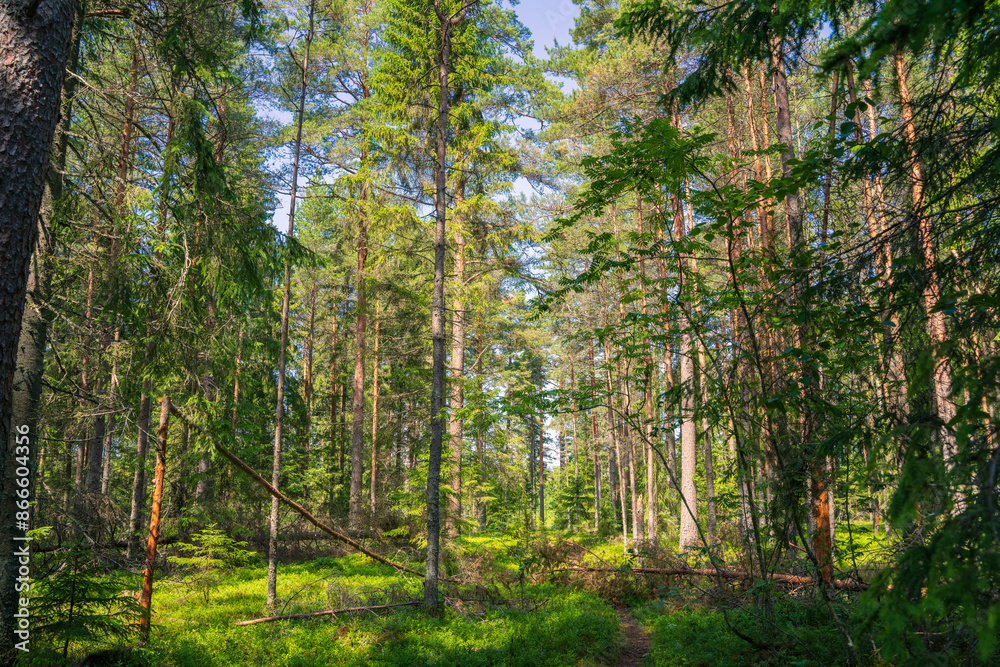 Fototapeta premium Evergreen Forest Landscape with Diagonal Fallen Pine. Serene Wilderness Scene with Sunlight Filtering Through Trees.