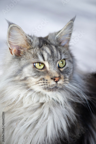 Porträt einer silber-tabby Maine Coon Katze