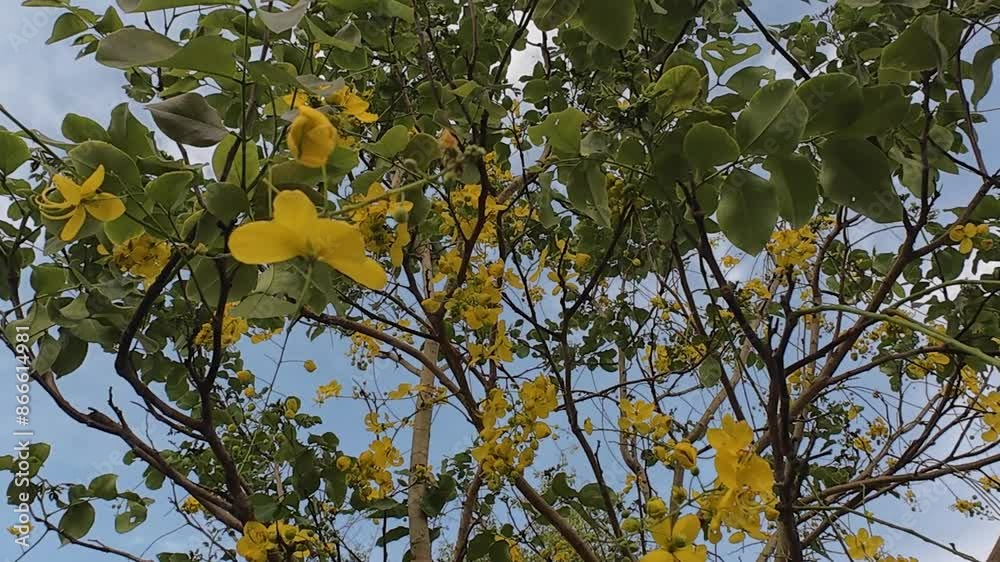 Blooming Yellow Flowers on a Windy Day with Chirping Birds in the Background Blooming Yellow Flowers on a Windy Day with Chirping Birds in the Background