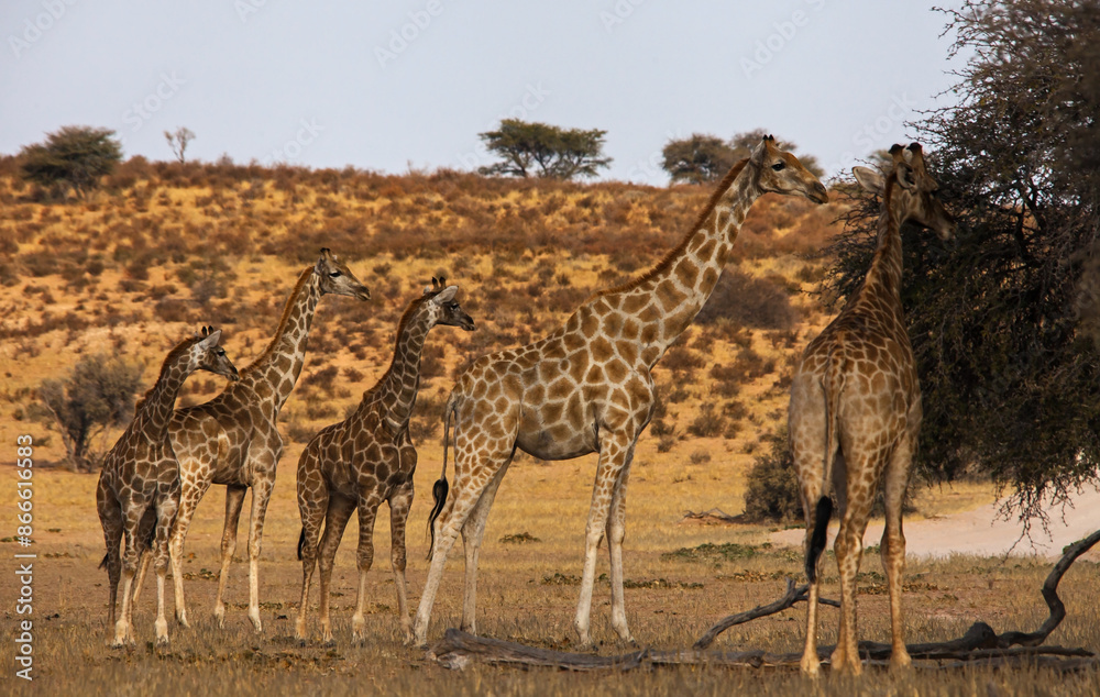 Obraz premium Group of desert Giraffes 4609