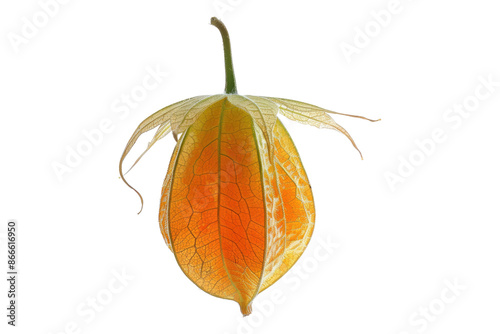 Physalis fruit isolated on white background