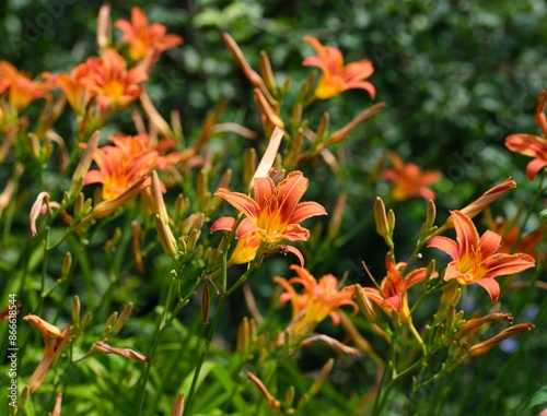 Orange day lilies flowering in nature