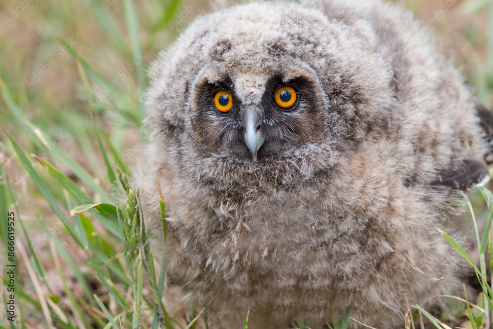 great horned owl