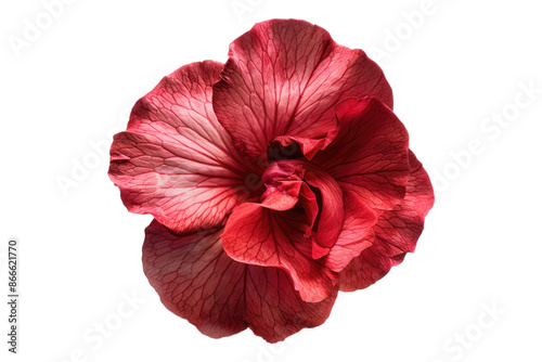 Rose petal blossom isolated on transparent background