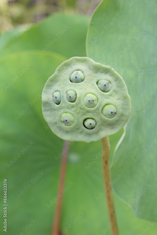 Earthen lotus with dark colored buds Earthen lotus with dark colored buds