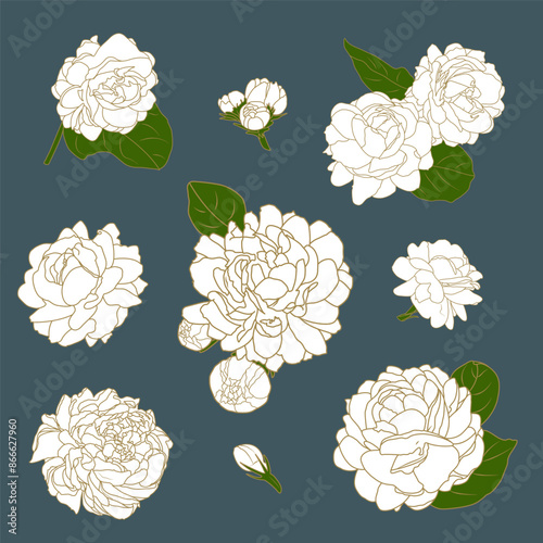 Set of isolated Jasmine in 9 styles. jasmine flower illustration. white jasmine object on blue background