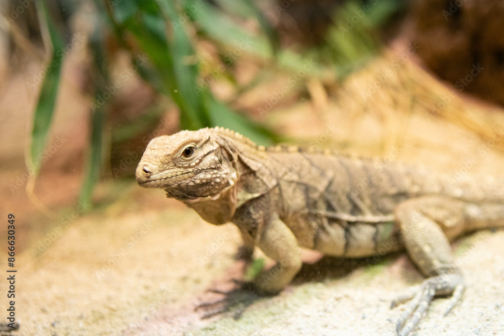 Lizard in terrarium, background of wild iguana Lizard in terrarium, background of wild iguana