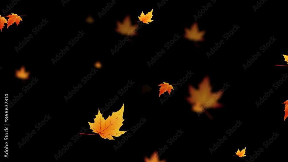 animated leaf falling. autumn maple leaves fall, video footage animation on alpha channel background.