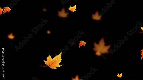 animated leaf falling. autumn maple leaves fall, video footage animation on alpha channel background.