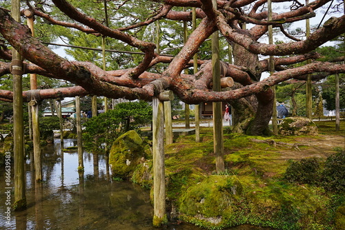 Traditional Japanese Garden, Kenrokuen Garden in Kanazawa, Ishikawa, Japan - 日本 石川 金沢 兼六園 日本庭園 photo