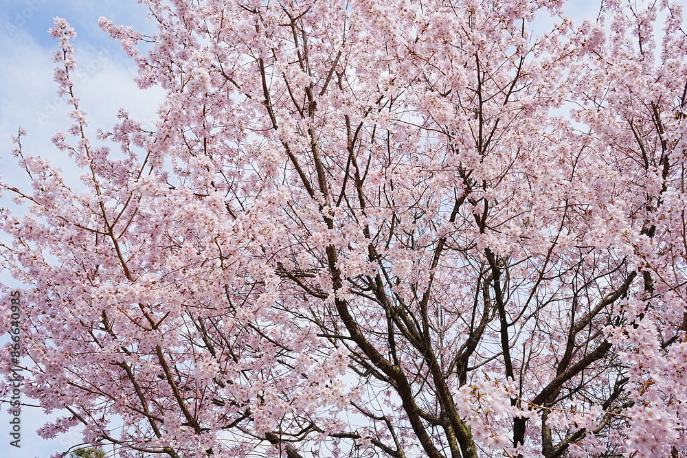 Pink Sakura Cherry Blossoms at Traditional Japanese Garden, Kenrokuen Garden in Kanazawa, Ishikawa, Japan - 日本 石川 金沢 兼六園 日本庭園 桜 Pink Sakura Cherry Blossoms at Traditional Japanese Garden, Kenrokuen Garden in Kanazawa, Ishikawa, Japan - 日本 石川 金沢 兼六園 日本庭園 桜