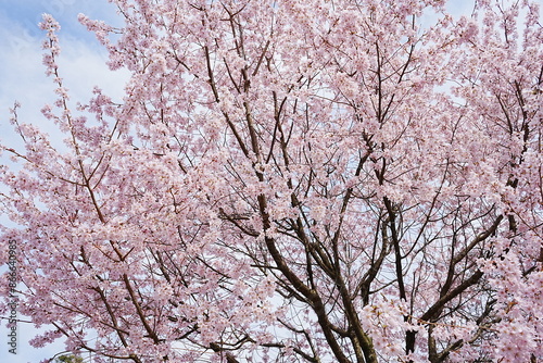 Pink Sakura Cherry Blossoms at Traditional Japanese Garden, Kenrokuen Garden in Kanazawa, Ishikawa, Japan - 日本 石川 金沢 兼六園 日本庭園 桜