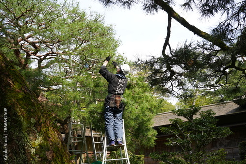 Gardener trim Pine Tree in Traditional Japanese Garden in Japan - 日本 日本庭園を剪定する庭師