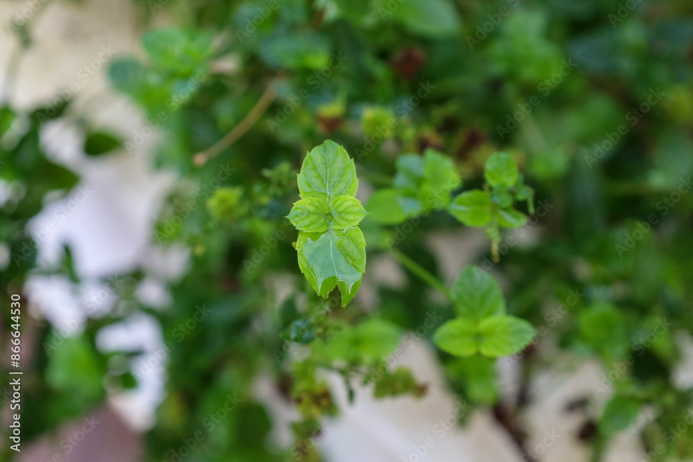 plants plants