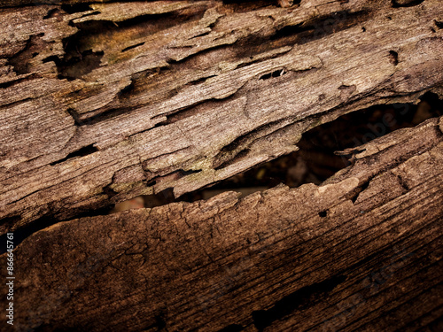 Rotten wood texture. Detail broken wood.