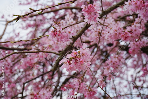 Pink Weeping Cherry Blossoms, Spring Image - ピンクの枝垂桜 春のイメージ photo