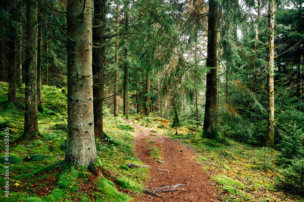 Obraz premium Swedish Forrest