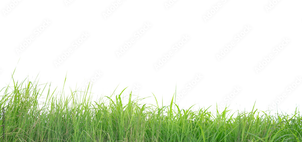 A cut-out of a clump of green tall grass on a white background with clipping paths.