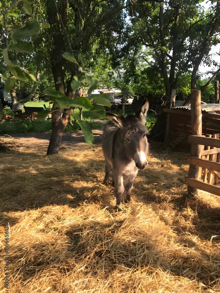 Obraz premium A donkey is standing on hay in a paddock