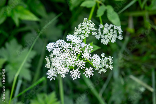 White flowers over green background. Aegopodium podagraria in bloom