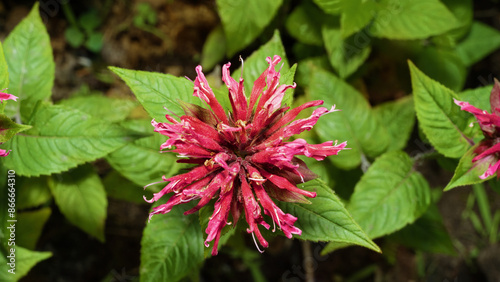 Blooming monarda. Common names include bee balm, horsemint, oswego tea, and bergamot. Top view.
