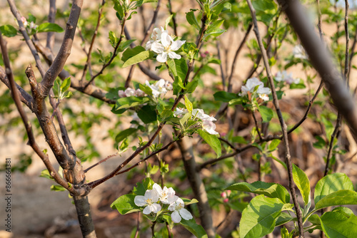 Apple Blossom in the Spring photo