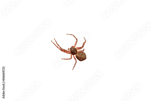 xysticus kochi spider macro photo