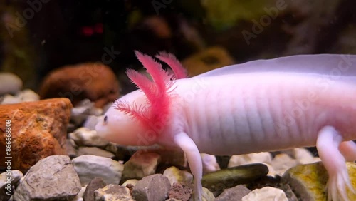 white salamander swimming through its aquatic environment