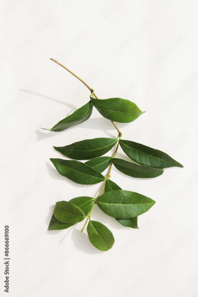 Star jasmine twig green leaves on branch isolated on white background Star jasmine twig green leaves on branch isolated on white background