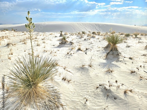 Yucca Plants at White Sands National Park photo
