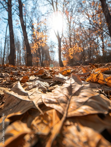 Golden Hour in the Forest: A Symphony of Autumn Leaves