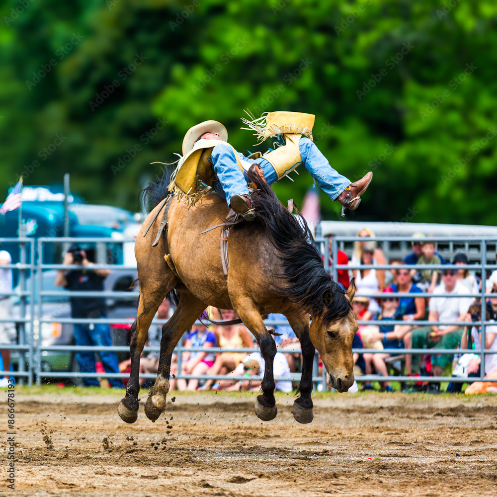 Unidentifiable bareback bronc rider in a generic rodeo arena. Bronc riding is a rodeo sport that involves a horse rider attempting to stay mounted on a bucking horse.