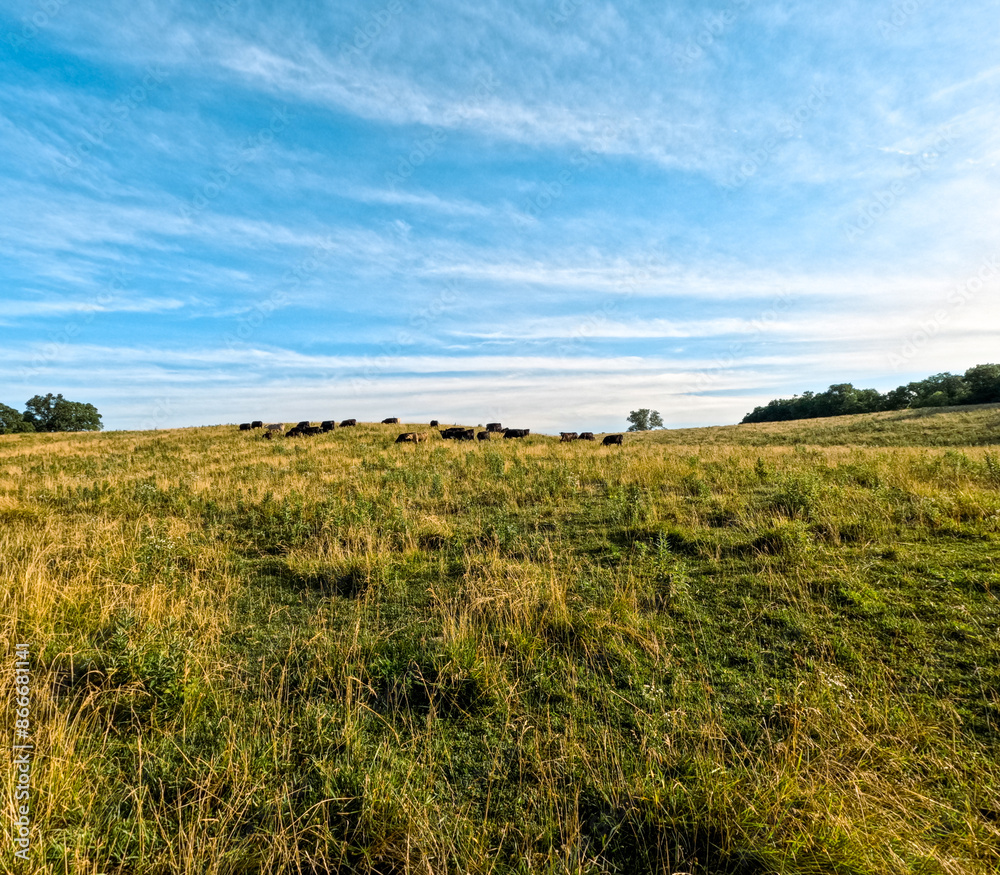 Cows Grazing in a Grassy Meadow. A herd of cattle are grazing in an agricultural field. Grassy green meadow and wispy blue skies overhead. Cows Grazing in a Grassy Meadow. A herd of cattle are grazing in an agricultural field. Grassy green meadow and wispy blue skies overhead.